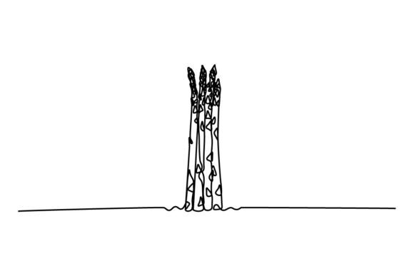 Asparagus One Continuous Line Graphics for Illustrations