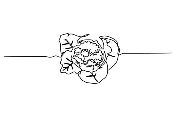 Cauliflower Continuous Line Graphics & Illustrations
